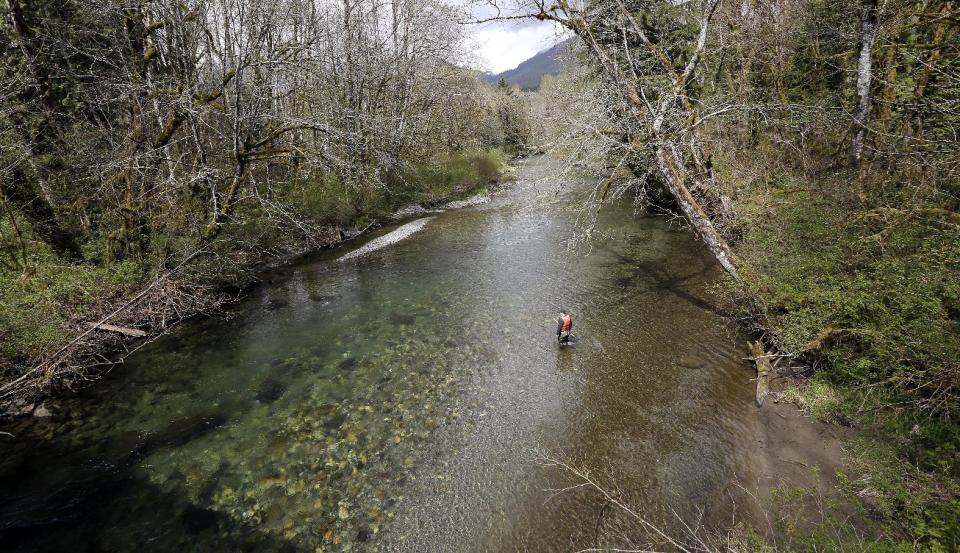 In this photo taken Tuesday, April 15, 2014, fisheries biologist Pete Verhey looks for evidence of fish eggs as he wades in Squire Creek, a tributary of the North Fork of the Stillaguamish River, near Darrington, Wash. Finding a spawning nest, called a redd, is an encouraging sign that steelhead trout may be making their way upstream from Oso., Wash., above where a massive landslide decimated a riverside neighborhood a month ago and pushed several football fields worth of sediment down the hillside and across the river. As search crews continue to look for people missing in the slide, scientists also are closely monitoring how the slide is affecting federally endangered fish runs, including Chinook salmon and steelhead. (AP Photo/Elaine Thompson)