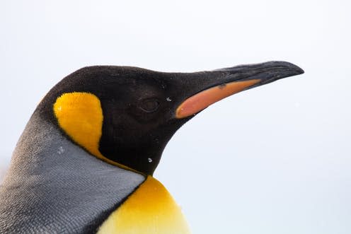 <span class="caption">Present day Emperor penguins like this would have been dwarfed by the giant find.</span> <span class="attribution"><span class="source">Shutterstock</span></span>