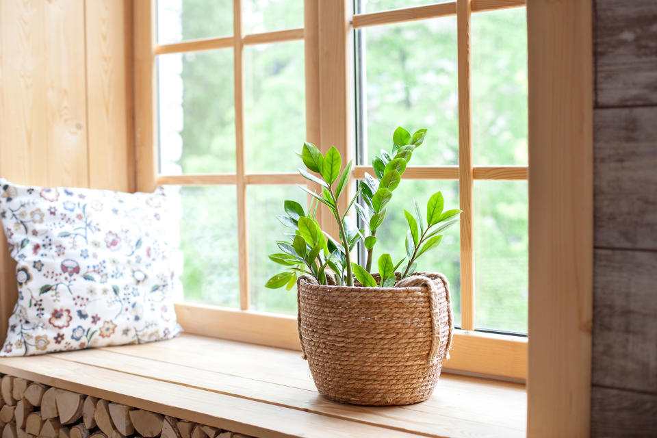 Wegen ihrer nach oben wachsenden, ovalen Blätter wird die Zamioculcas auch Glücksfeder genannt. (Bild: Getty)