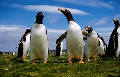 Gentoo penguins - Credit: Getty