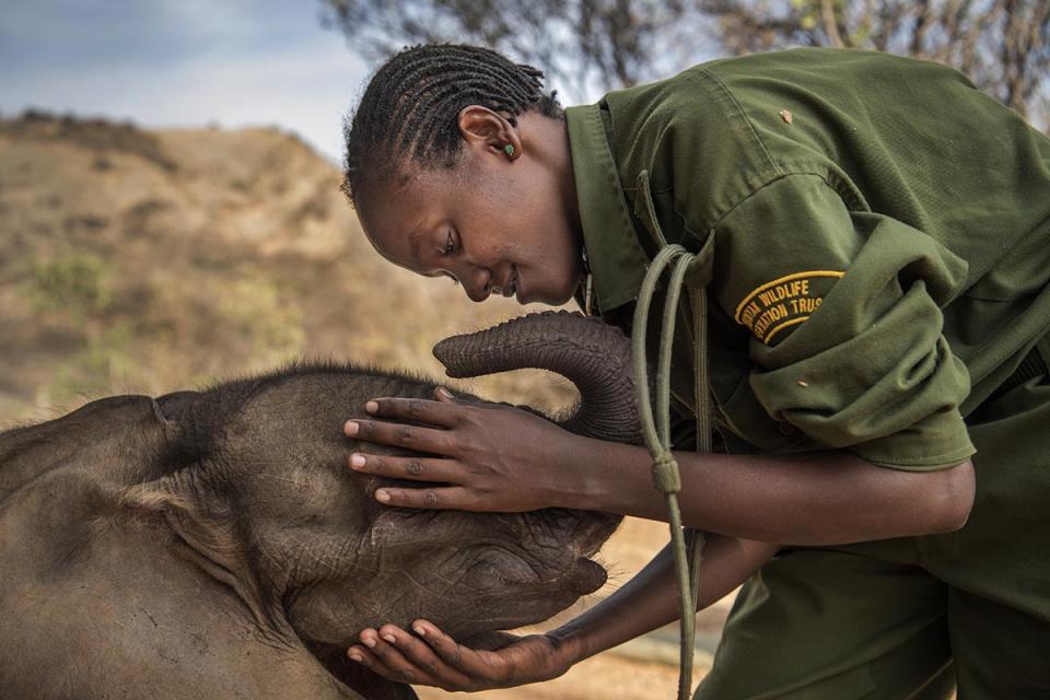 <p>Warriors who once feared elephants: Mary Lengees, one of the first female keepers at the Reteti Elephant Sanctuary in northern Kenya, caresses Suyian, the sanctuary’s first resident, who was rescued in 2016, when she was just four weeks old, Oct. 3, 2016. Women at Reteti are seen as bringing important nurturing skills into the workforce.<br>Orphaned and abandoned elephant calves are rehabilitated and returned to the wild, at the community-owned Reteti Elephant Sanctuary in northern Kenya. The Reteti sanctuary is part of the Namunyak Wildlife Conservation Trust, located in the ancestral homeland of the Samburu people. The elephant orphanage was established in 2016 by local Samburus, and all the men working there are, or were at some time, Samburu warriors. In the past, local people weren’t much interested in saving elephants, which can be a threat to humans and their property, but now they are beginning to relate to the animals in a new way. Elephants feed on low brush and knock down small trees, promoting the growth of grasses — of advantage to the pastoralist Samburu.(Photo: Ami Vitale for National Geographic) </p>