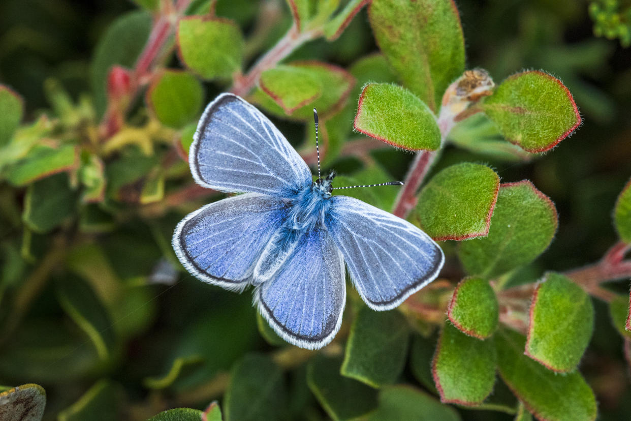 A Silvery Blue butterfly. Gayle Laird