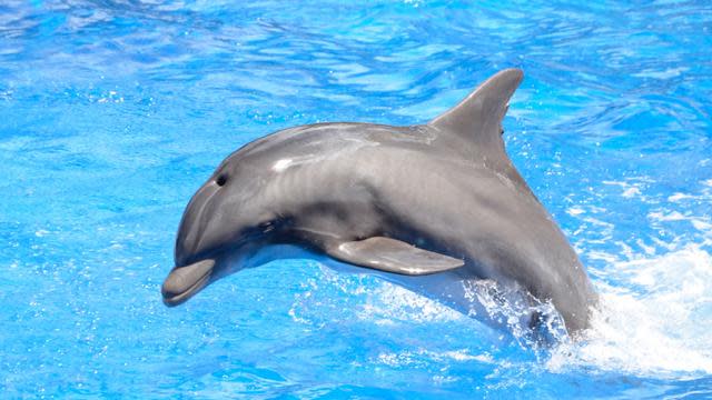 Russia Expresses Interest In Buying Five Military Grade Dolphins