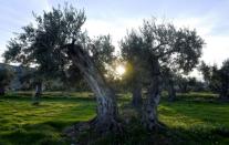 "These olive trees have given a great deal to past generations," Plana says