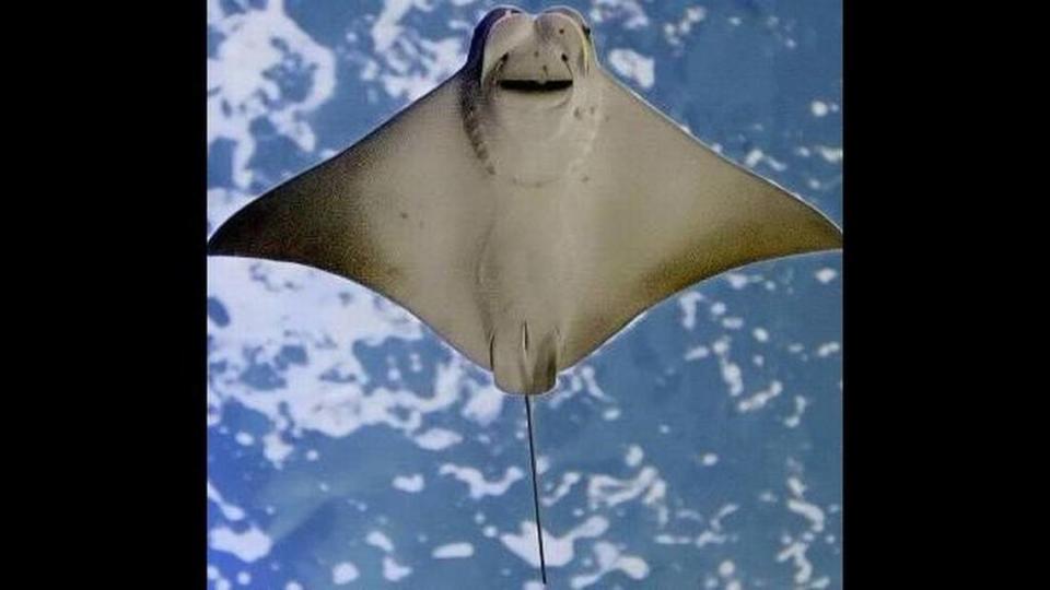 Stingrays, similar to this one at the Audubon Aquarium of the Americas in New Orleans in 2005, injured a record 73 people Friday at Huntington Beach in Southern California.