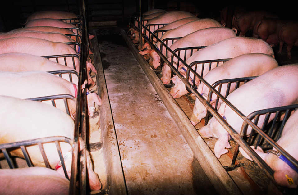 <em>The CO2 method of slaughter reportedly causes the pigs to gasp for breath, causing panic (Rex)</em>