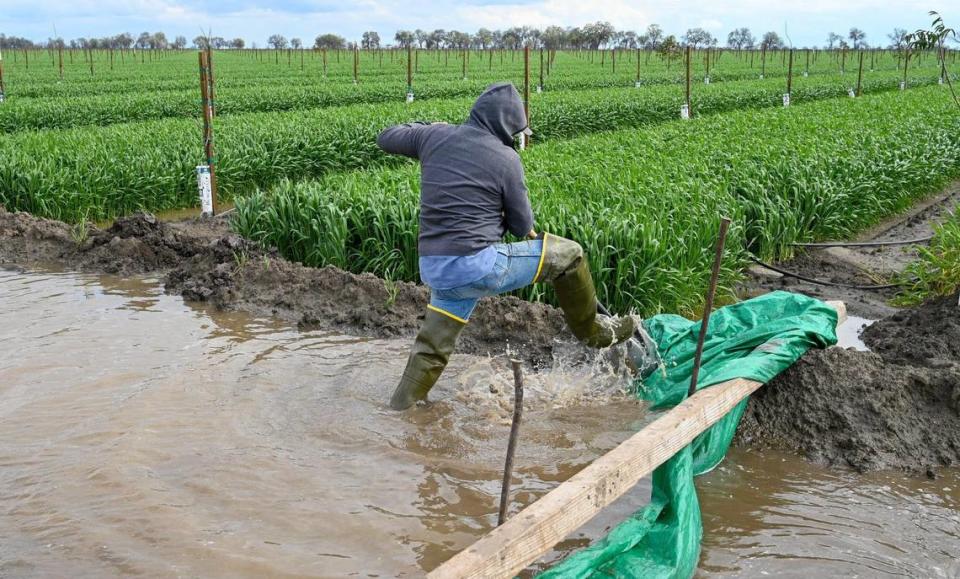 Andres Gonzalez works to keep floodwater out of a young pistachio orchard east of Corcoran on Thursday, March 23, 2023.