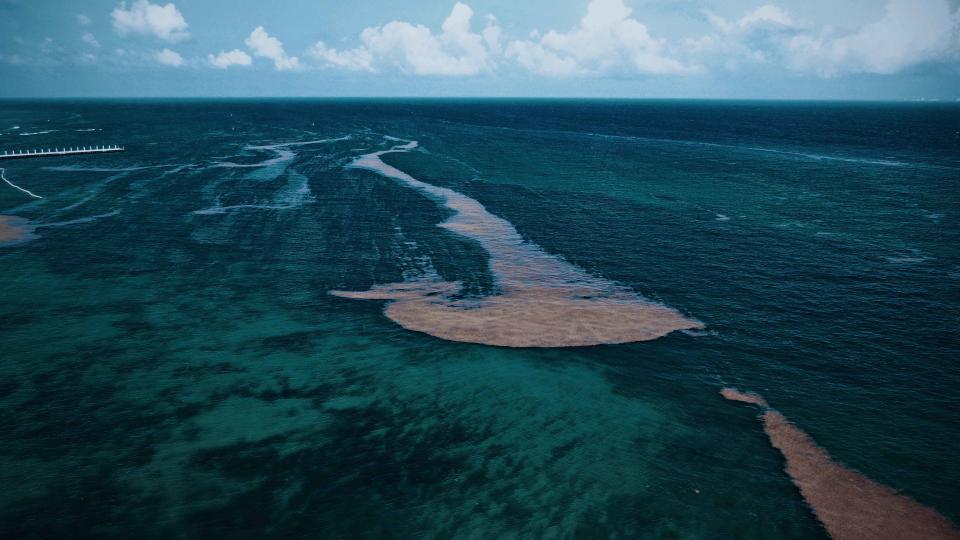 Sargazo. Las playas que parecen pantanos