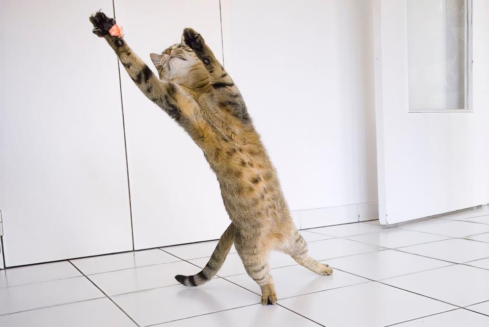 A cat jumps and reaches for a ball.