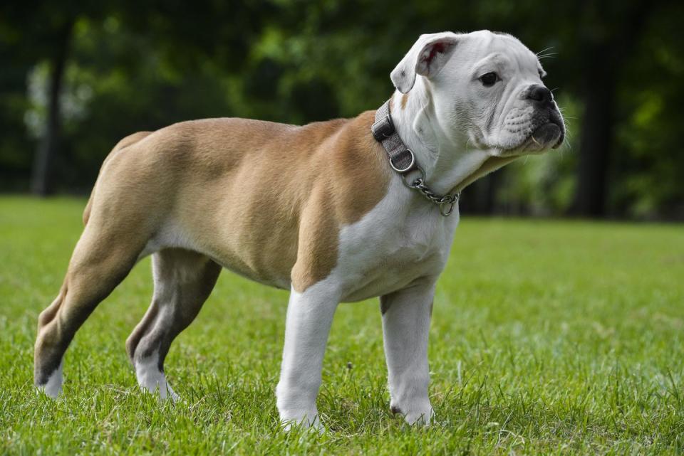 6) Victorian Bulldog