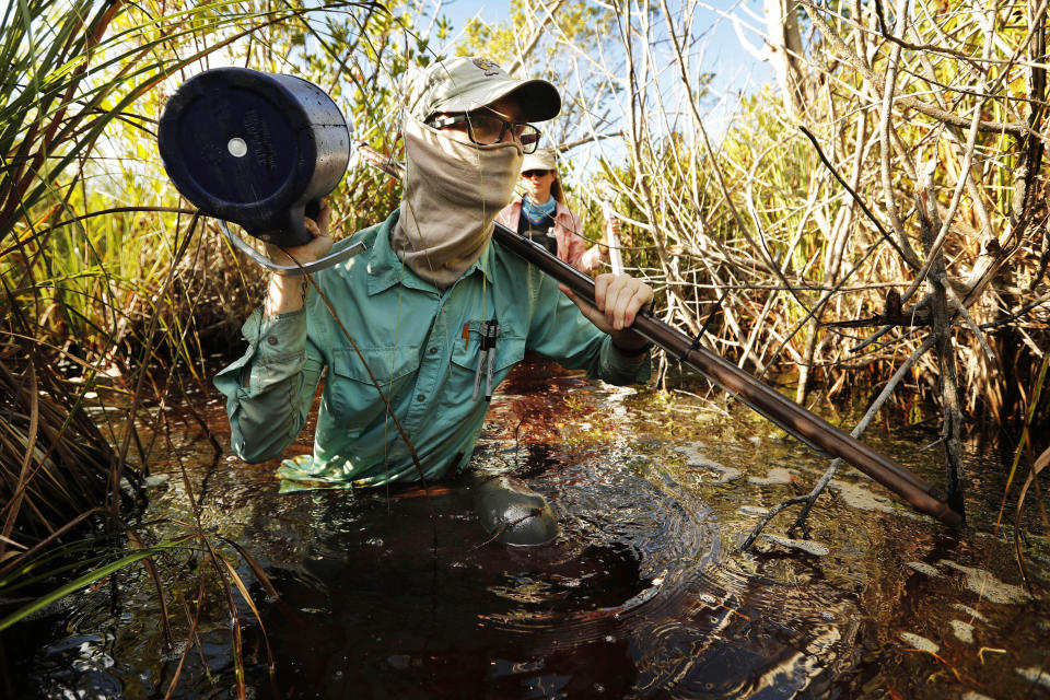 In this Wednesday, Oct. 30, 2019 photo, Austin Pezoldt carries gear through mucky water while assisting in a study of peat collapse in a coastal saw grass marsh at Everglades National Park, Fla. (AP Photo/Robert F. Bukaty)