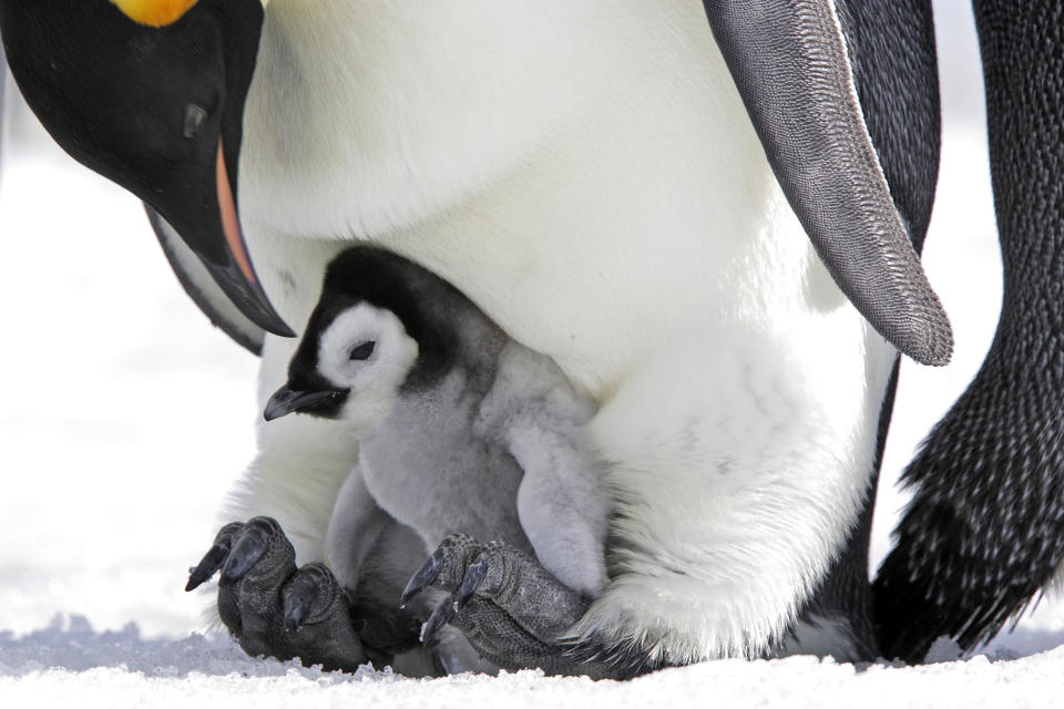 An emperor penguin chick peeks out from under the protection of an adult penguin in a snowy environment