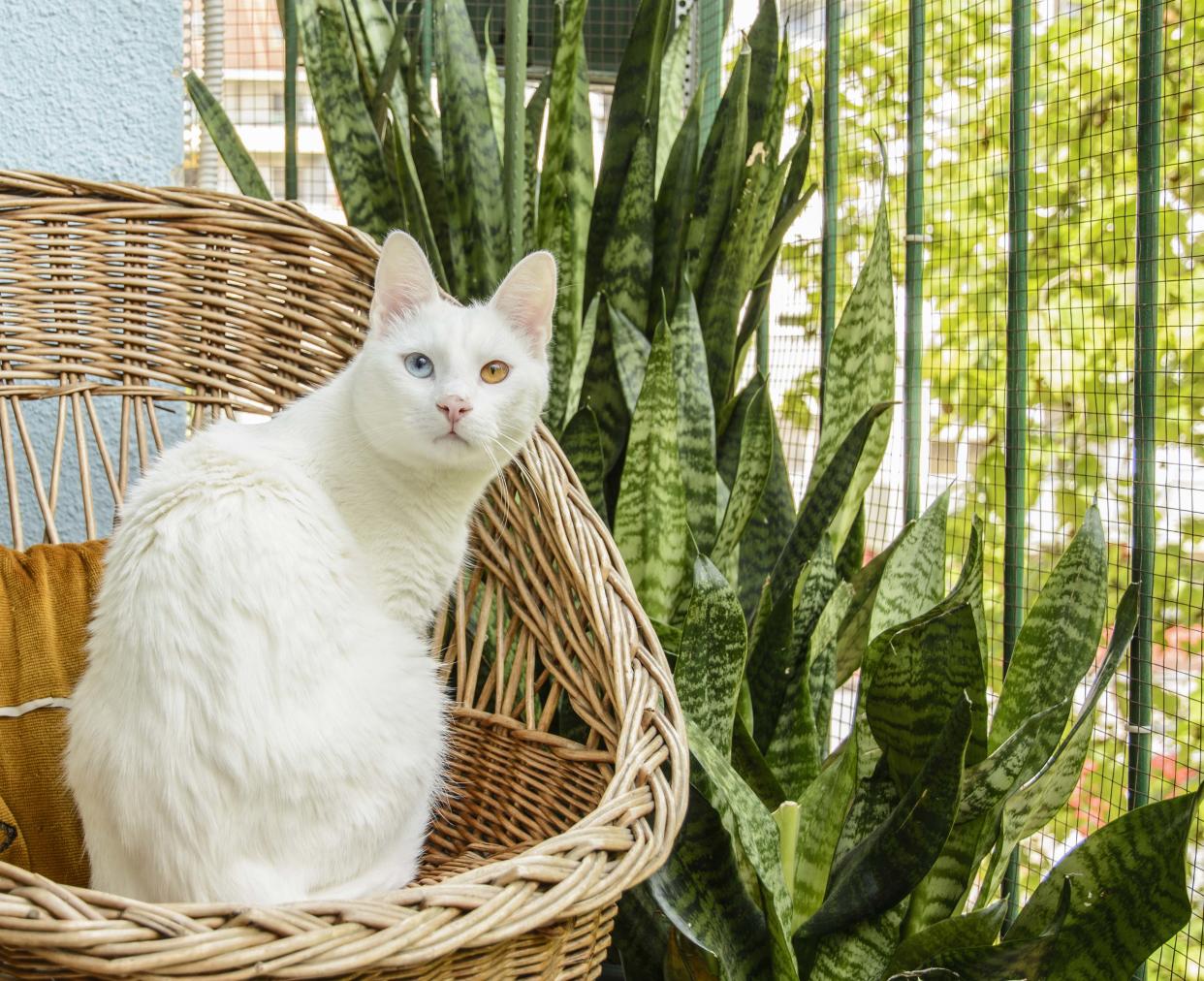 https://www.gettyimages.com/detail/photo/white-cat-sitting-in-the-wicker-chair-at-the-royalty-free-image/530433222?phrase=Sansevieria+trifasciata+pet