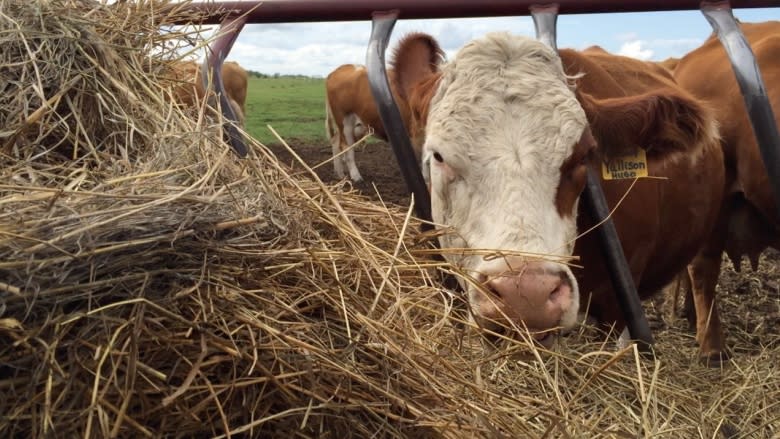 Beef prices begin sudden fall from record highs