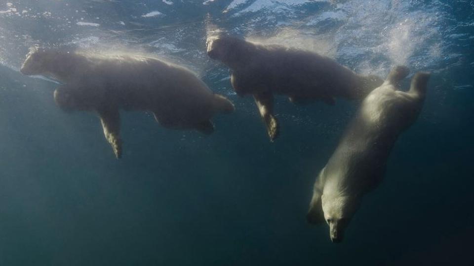 Foto de osos polares