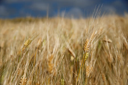 FILE PHOTO: Barley fields are seen after weeks of hot and dry weather in Dannes near Boulogne-sur-Mer, France, June 15, 2017. REUTERS/Pascal Rossignol/File Photo