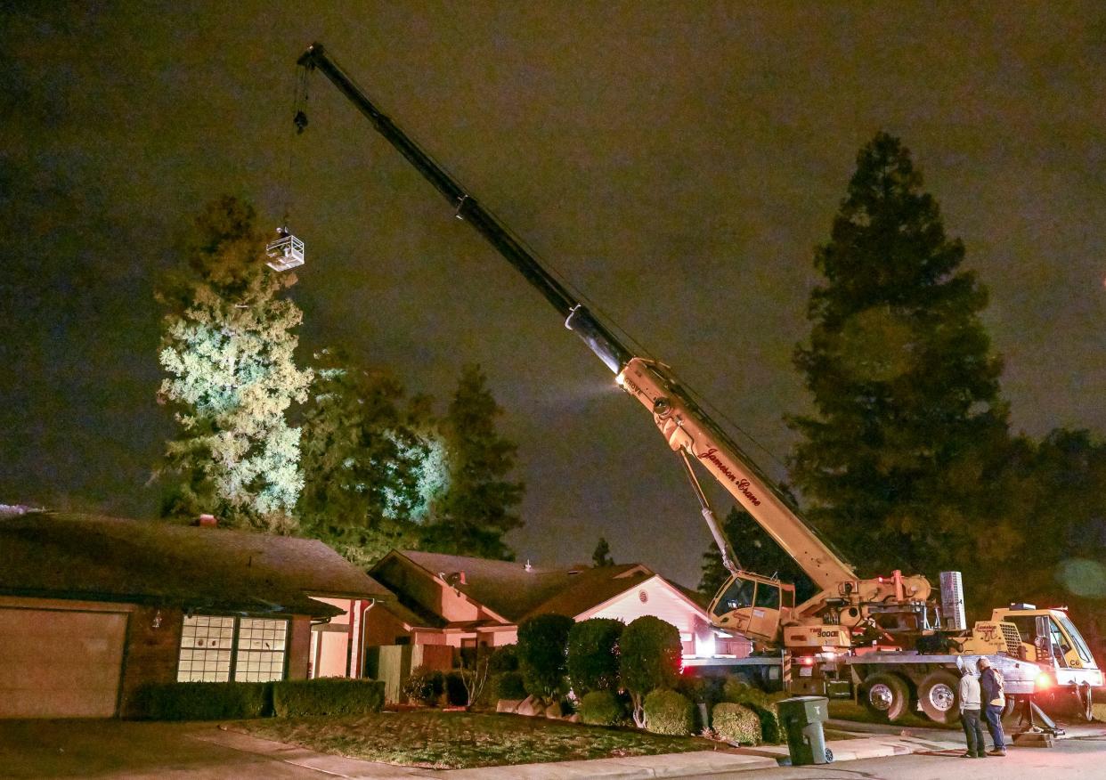 Tree trimmers used a crane to take down a wobbly pine tree Tuesday, February 21, 2023 in the 1300 block of South Atwood Ct. Tuesday's wind storm pulled up roots and at least two homes were threatened by the 100-foot tree. Residents were evacuated during the process.