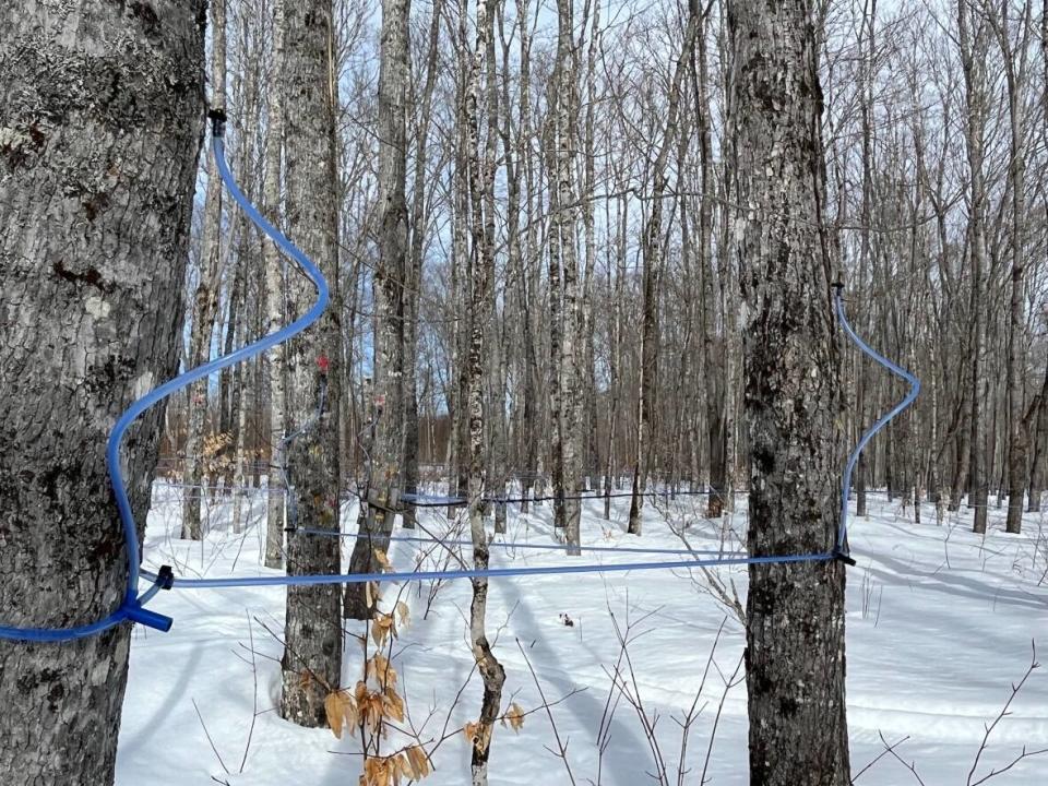 As demand soars, the Quebec Maple Syrup Producers (QMSP) says increased production will require the use of more trees being tapped on government land. (Serge Bouchard/Radio-Canada - image credit)