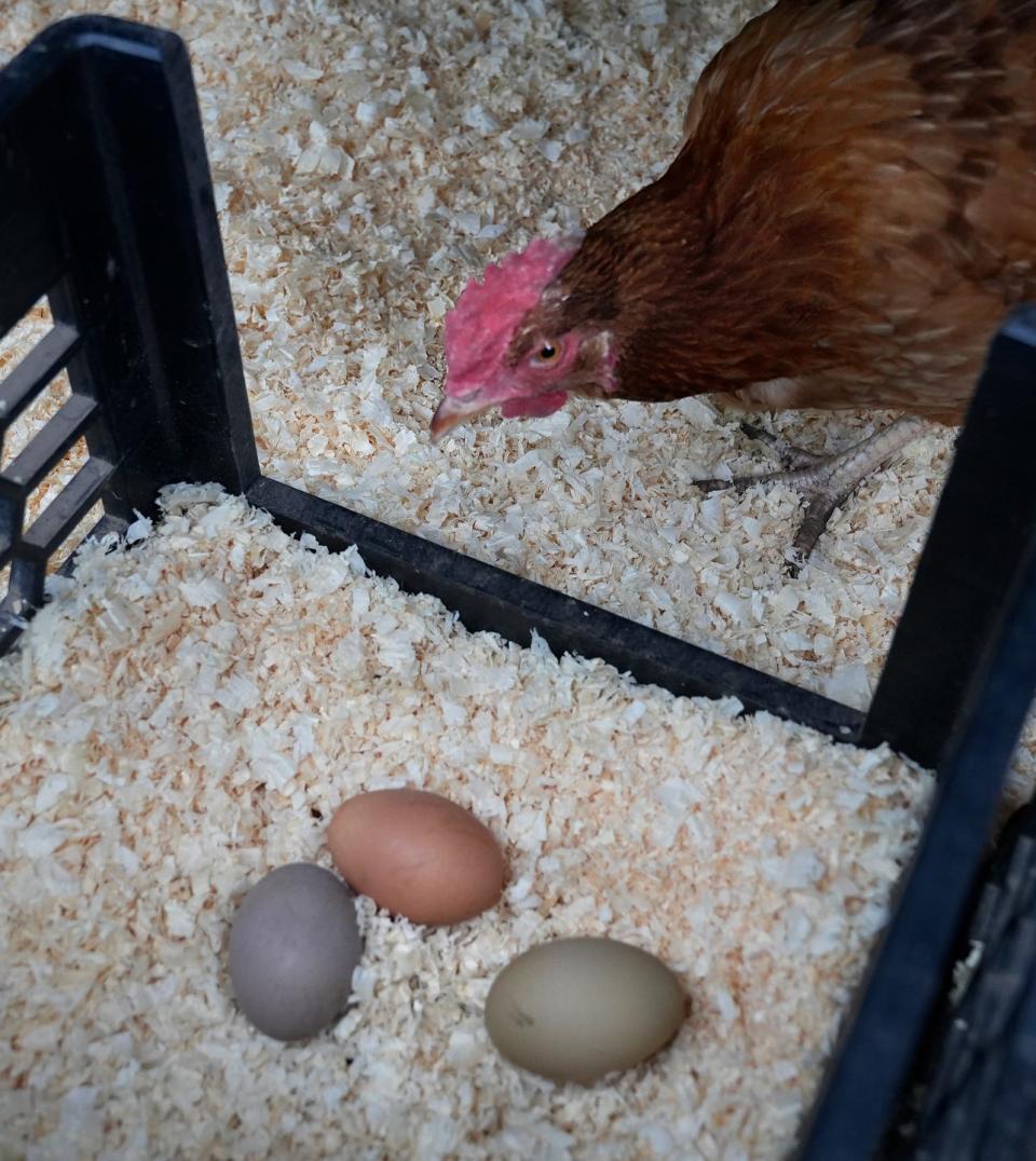 A New Hampshire Red looks at eggs laid in a nesting area of the backyard coop built by Tom Oates, of West Warwick, and then moved to his neighbors' yard so they could raise hens.