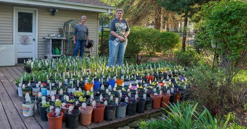 Roots and Branches Plant Sale chairs Judy Zunker (background at left) and Eve Haver stand behind hundreds of perennials dug up from a garden that is used for wintering locally grown stock for the West Bend event.