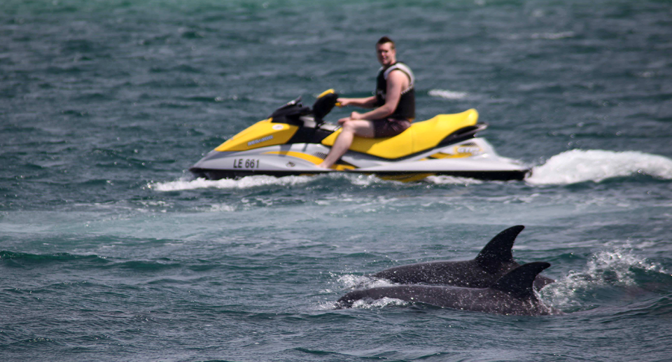 A man on a yellow jet ski looking at dolphins