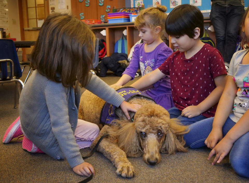 In this Wednesday, Nov. 6, 2019, photo, kindergartner age children from Healdsburg Elementary School get comfort from "Rudy," a therapeutic dog from Paws of Assistance Loving Support, on their first day back to school since the Kincade Fire in Healdsburg Calif. Many of the children suffer from PTSD symptoms due to the frequency of the fires in the area. (AP Photo/Lacy Atkins)