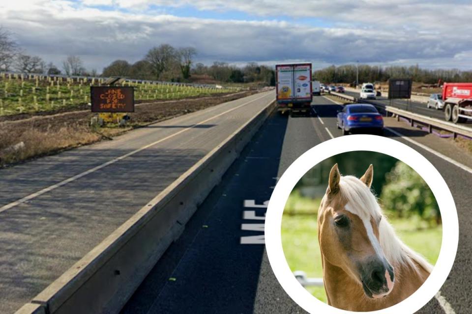 M55 near Edith Rigby Way. Inset photo is a stock picture of a horse i(Image: Street View)/i