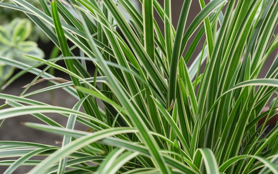 Carex oshimensis 'Everest' - Neil Hepworth