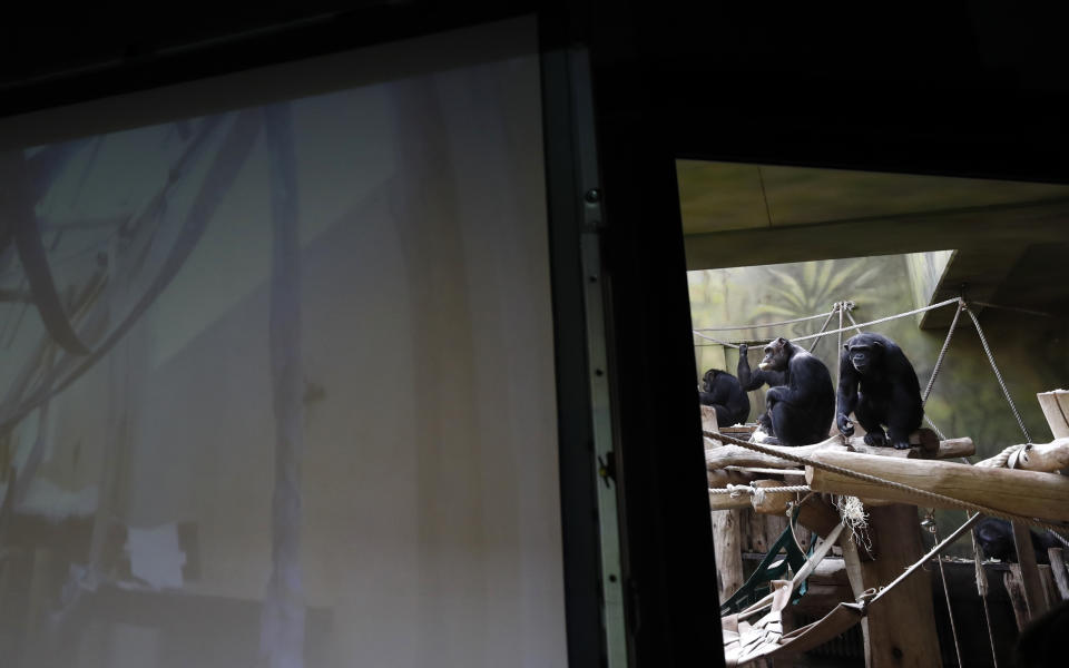 Chimpanzees watch a screen set at the enclosure at the Safari Park in Dvur Kralove, Czech Republic, Monday, March 15, 2021. To enrich everyday life of their chimpanzees amid a strict lockdown, a zoo park in the Czech Republic has installed a big screen in their enclosure to broadcast for them what fellow chimpanzees are doing at a zoo in Brno. The Safari Park launched the experimental project to give the chimpanzees somebody to watch and give them some fun after crowds of visitors disappeared when the zoo was closed due to the coronavirus pandemic on Dec 18, 2020. (AP Photo/Petr David Josek)