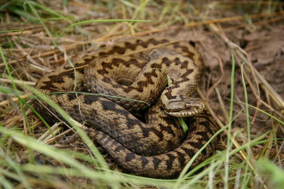 Eastern Daily Press: A female adder has a brown zig-zag patterned back