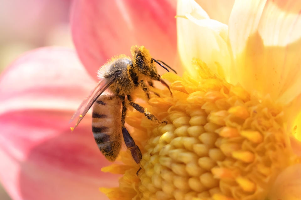 El polen de abeja es la mezcla de polen de flores que ellas recogen, néctar y enzimas de su saliva. (GEtty Creative)