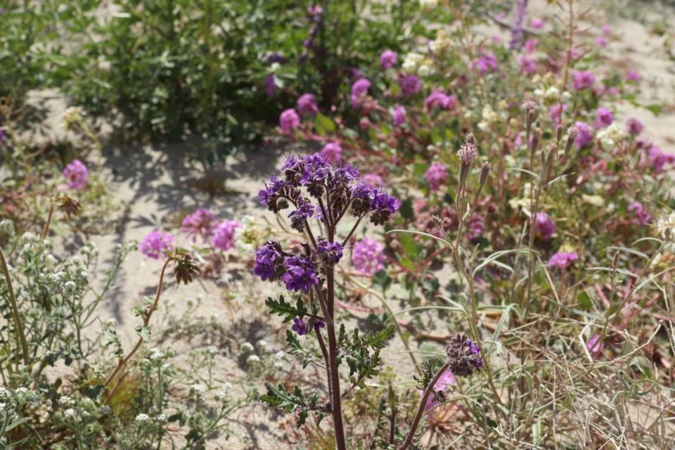 Wildflower blooms seen at Anza-Borrego Desert State Park in 2019.