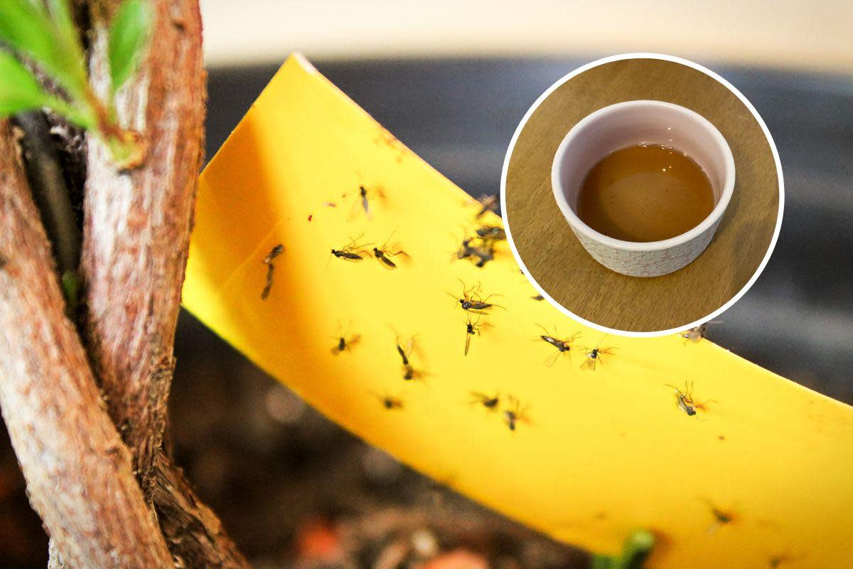 I got rid of tiny black flies invading my house with this simple and cheap vinegar hack <i>(Image: Getty/Newsquest)</i>