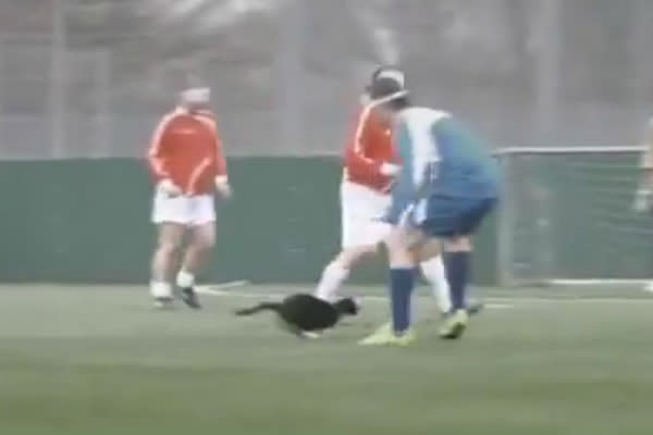 Das Wettbüro Paddy Power warb 2010 mit einem Spot, in dem Fußballer mit Augenbinden versehentlich eine Katze übers Spielfeld kicken. Zuschauer fanden das nicht nur beleidigend gegenüber Blinden. Sie fürchteten auch, der Spot könnte zu Gewalt an Tieren animieren. Diese Ansicht teilte der Werberat nicht und ließ das Commercial weiter laufen. (Screenshot: YouTube)