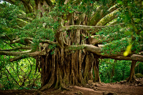 banyan-tree-barbados - Credit: Getty