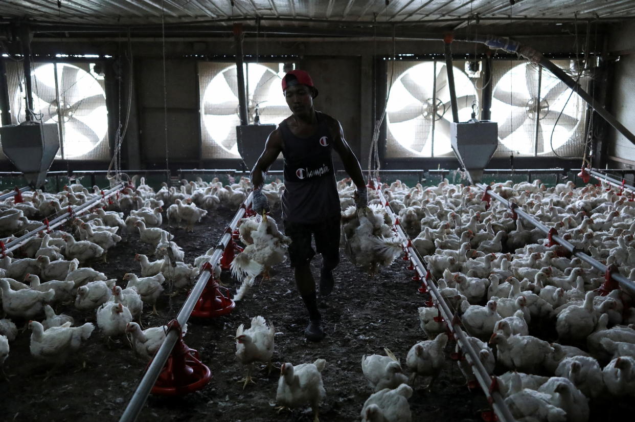 A worker carries chickens at a poultry farm in Sepang, Selangor, on 27 May, 2022. (PHOTO: Reuters)