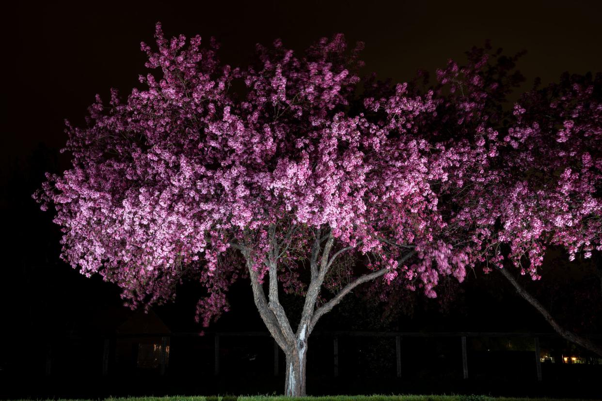 A crabapple tree illuminated at night displays a full canopy of pink blossoms in Fort Collins on May 14.