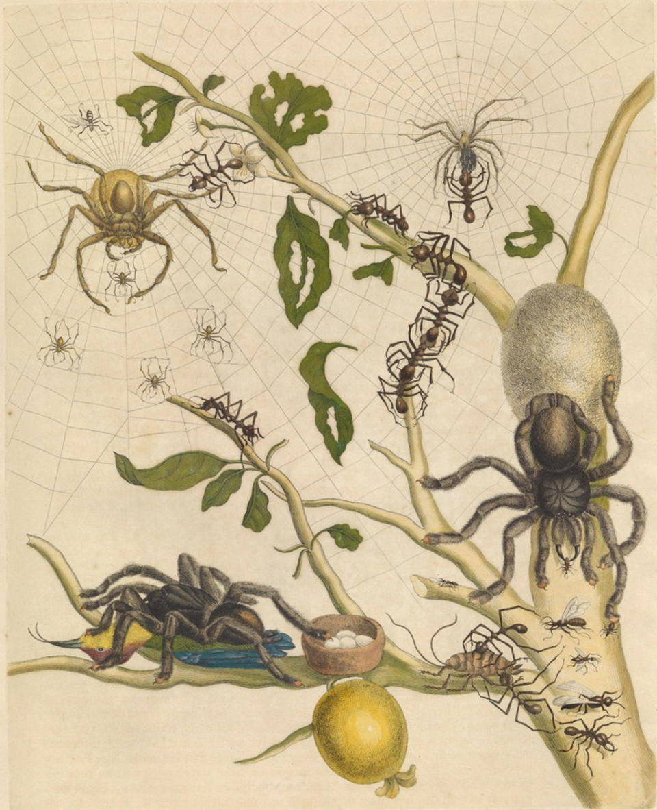 A 1705 illustration by naturalist Maria Sibylla Merian shows a tarantula eating a bird. Merian's observation was disbelieved at the time, but Avicularia tarantulas really do eat birds, bats and other small vertebrates. <cite>Maria Sibylla Merian/Wikimedia Commons</cite>