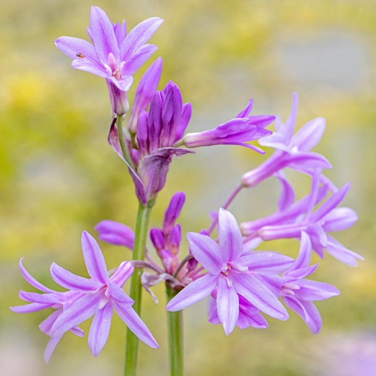 Tulbaghia violacea