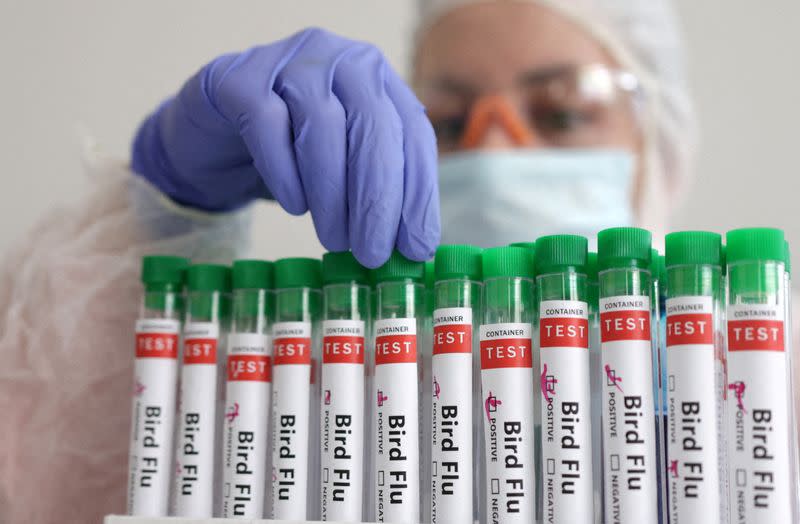 FILE PHOTO: Illustration shows person touching test tube labelled "Bird Flu\