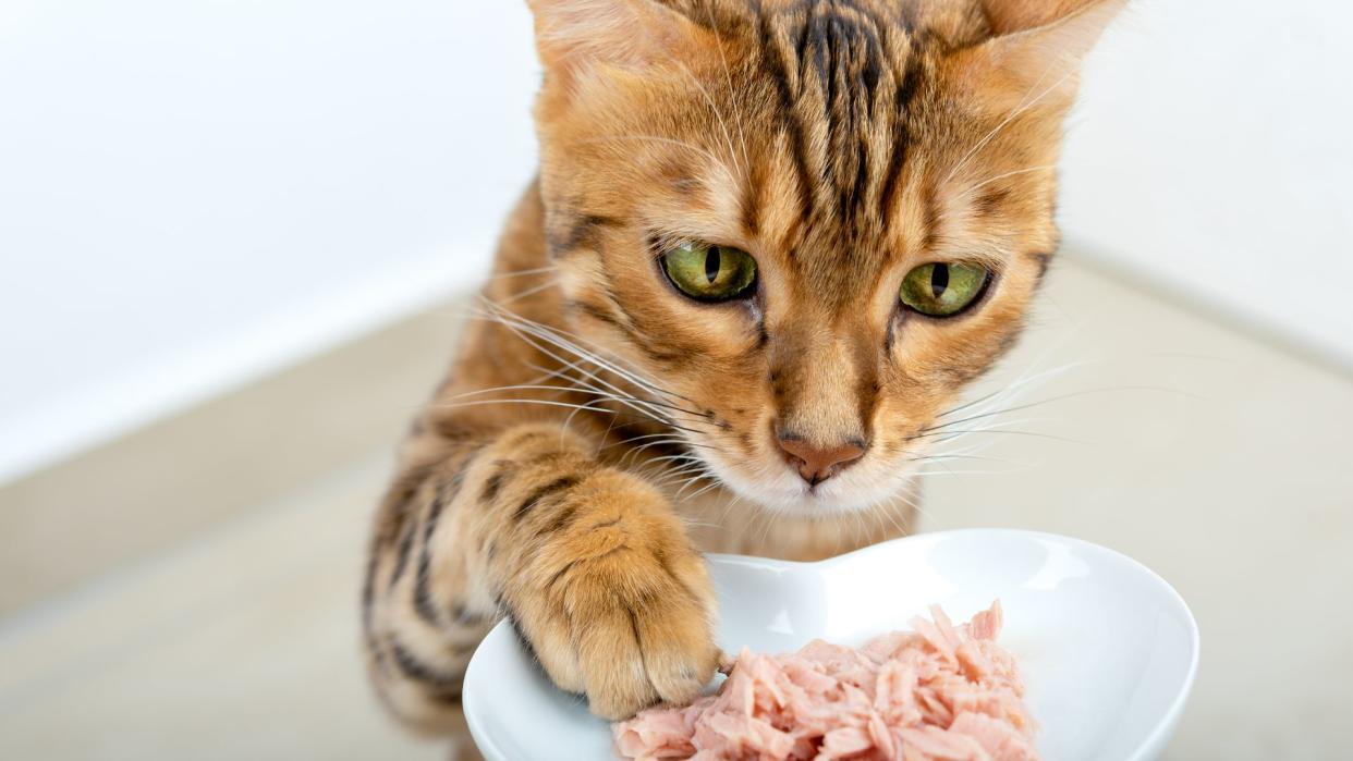 cat eating tuna