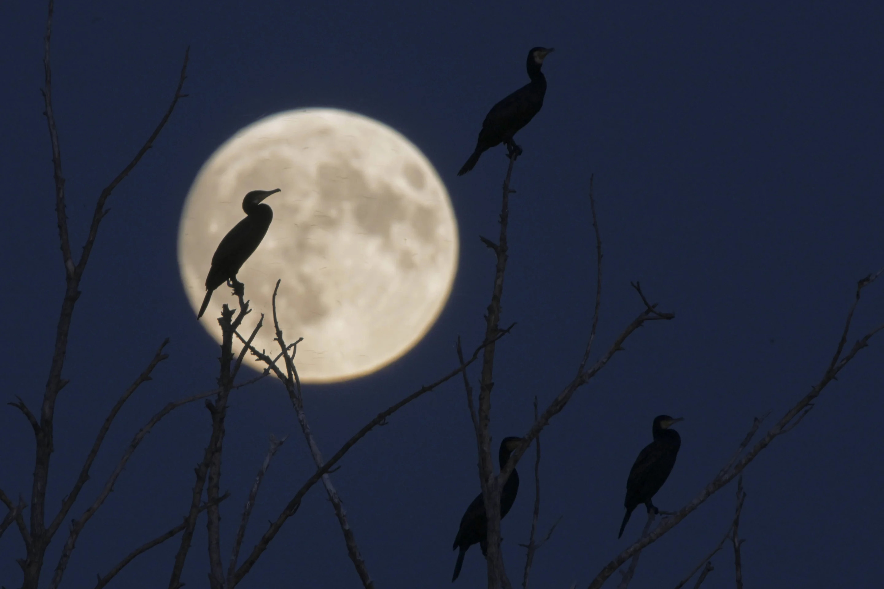 Cormorants are silhouetted against the full moon in Qiqihar, China, on Tuesday.