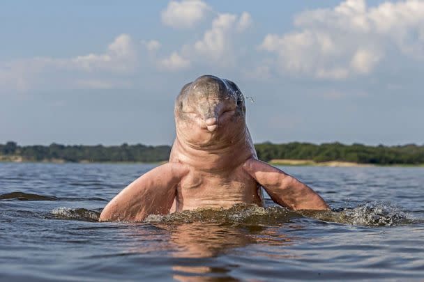 PHOTO: A pink river dolphin in the Amazon River in Brazil. (Gamma-Rapho via Getty Images)