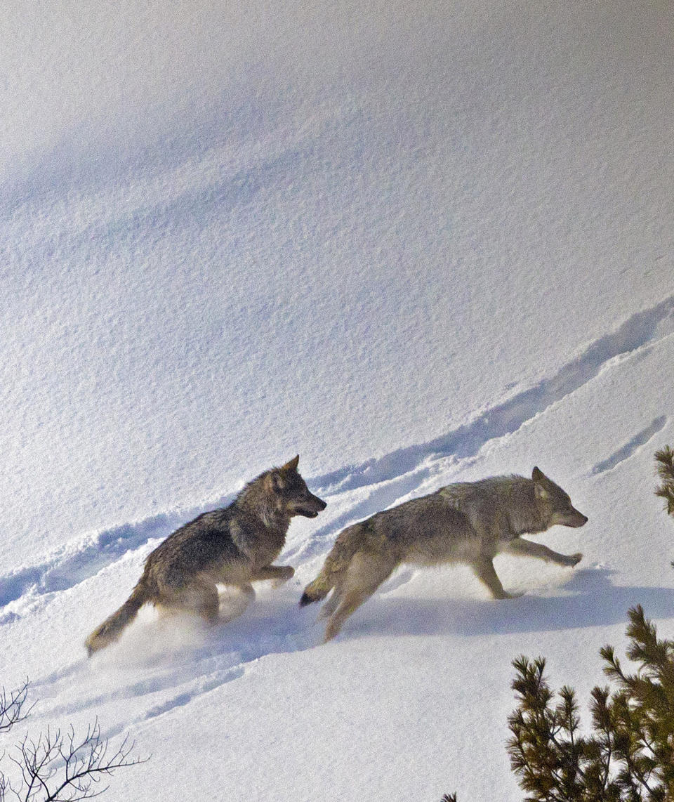 This aerial photo taken in February 2023 shows two wolf pups frolicking in the snow at Michigan’s Isle Royale National Park. Gray wolves are thriving at Isle Royale National Park five years after authorities began a last-ditch attempt to prevent the species from dying out on the Lake Superior island chain, scientists said Wednesday, June 14. (Rolf Peterson, Michigan Technological University)