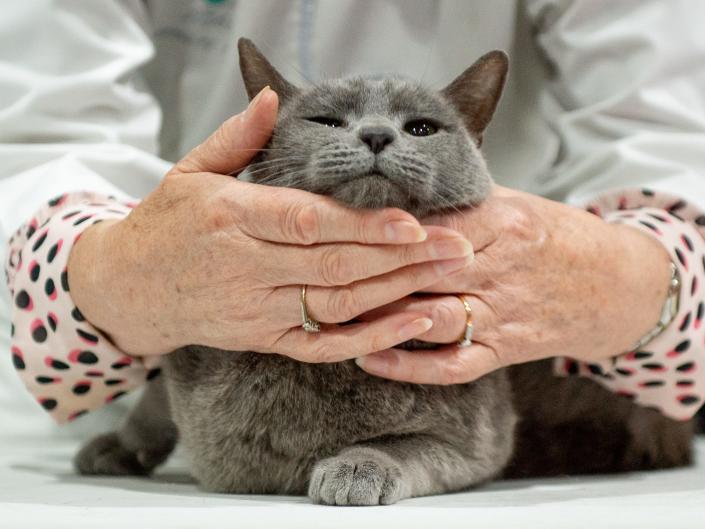 An image of a Russian blue cat with its face being framed by a pair of hands.