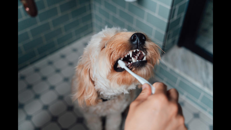 dog brushing teeth