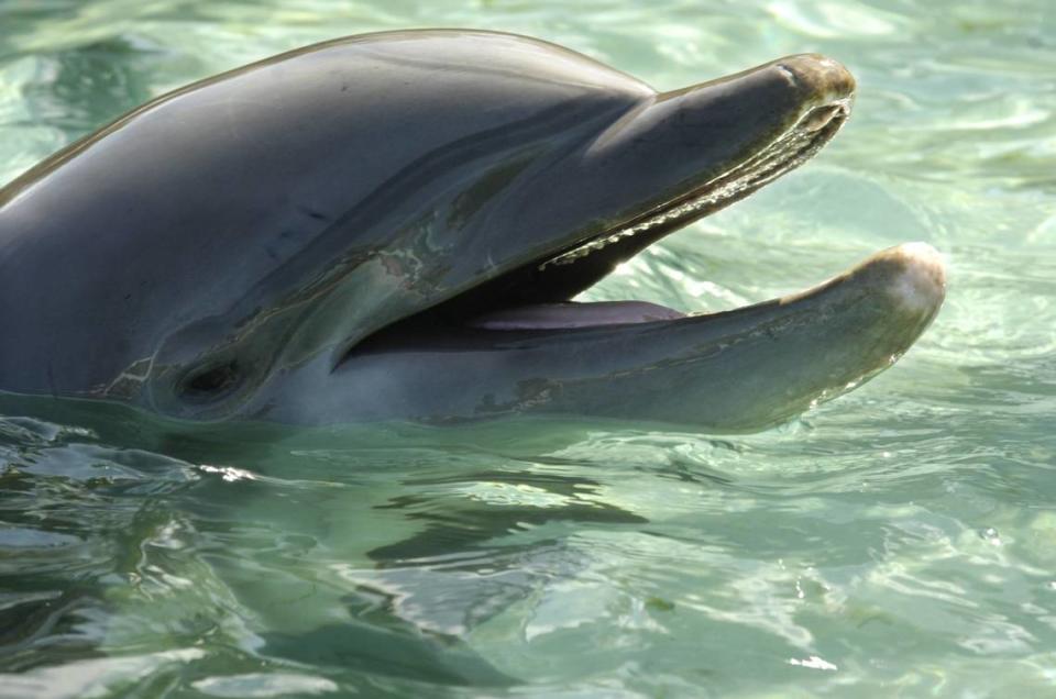 The Miami Seaquarium was cited by the USDA for several violations including not properly separating groups of dolphins, which led to violent fights.