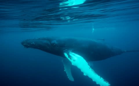 A humpback whale  - Credit: Barcroft Media&nbsp;