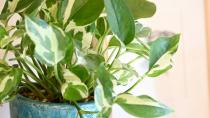 <p> Native to the Soloman Islands, the fantastically named Devil’s Ivy is one of the best air-purifying plants to have in your home. But this one is best avoided if you have children in or visiting your home as the leaves can be toxic when chewed or swallowed. </p>