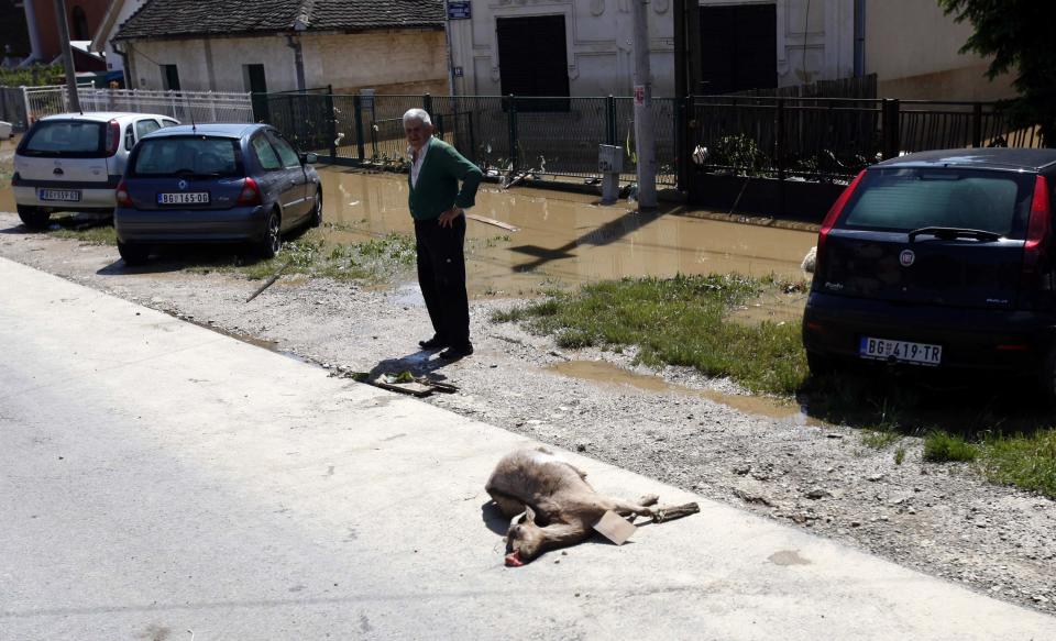 A man stands next to a dead goat in the flooded town of Obrenovac